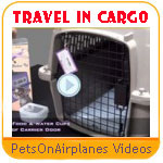 Pet On Airplanes Safety Video Series