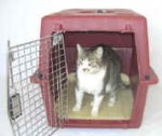 Cat trip to vet office