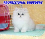 professional cat breeders