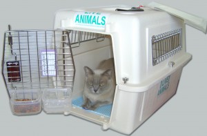 acclimating cat dog to pet airline crate