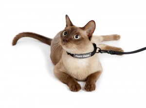 cat collar leash