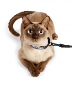 cat leash and collar